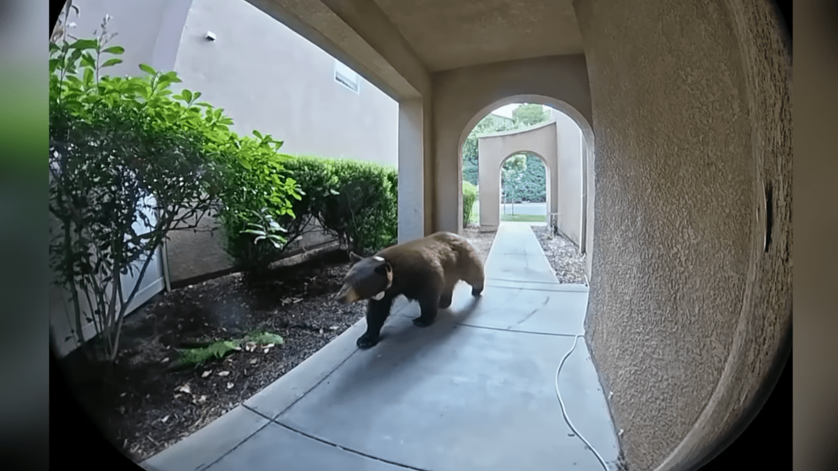 ‘I thought it was AI': California family captures unexpected visitor on Ring v...