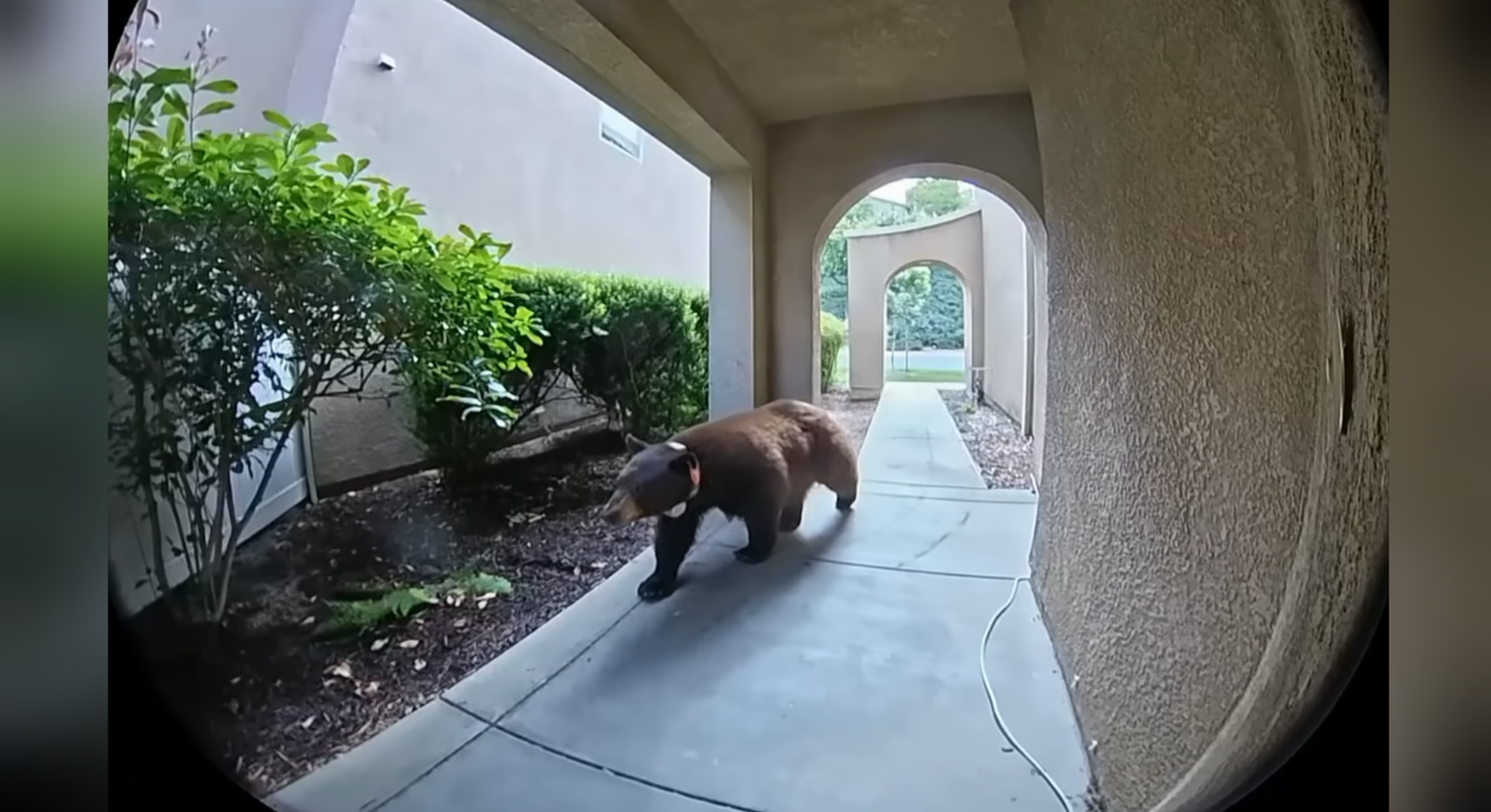 'I thought it was AI': Ring camera alerts family to wildlife visitor