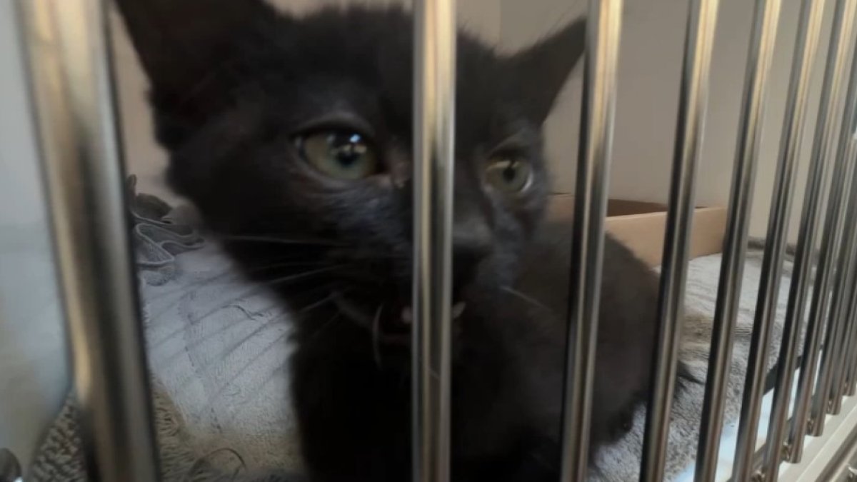 More than 300 pets find new homes in San Diego adoption event