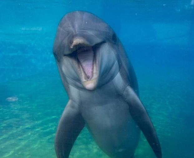 ‘Dottie' SeaWorld San Diego dolphin dies at 39