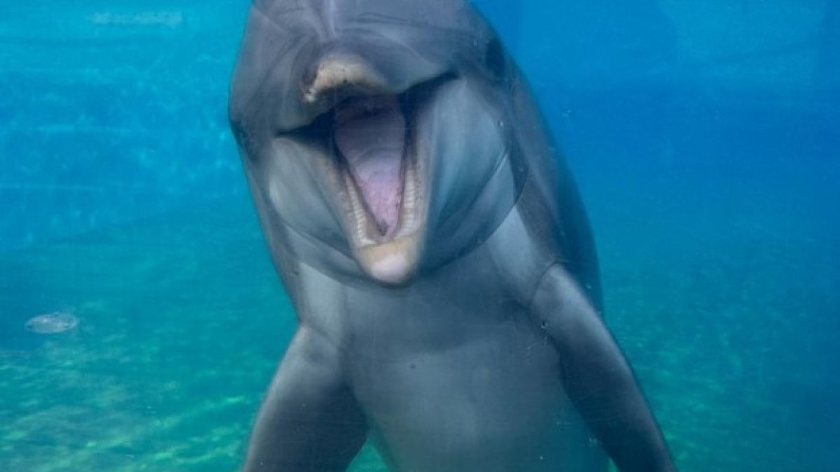 dolphin