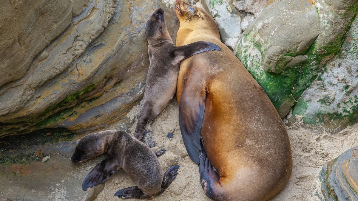 In incredibly rare occurrence, sea lion at La Jolla Cove births to two pups