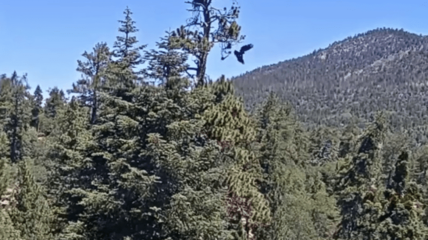 A screenshot from a video posted by the Friends of Big Bear Valley showing Sandy flying away from the nest on Saturday, June 28, 2026.