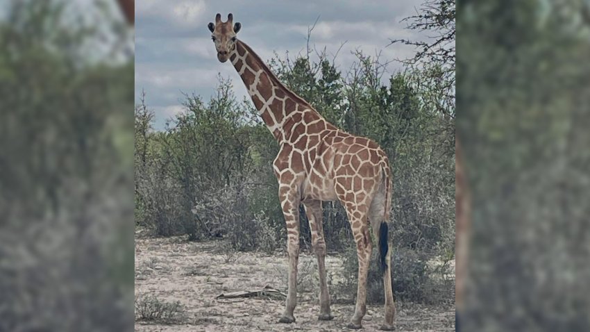 Gracie the giraffe is on the loose in the Texas Hill Country.