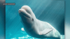 Beluga whales from failed Canadian Marineland to be re-homed at SeaWorld San Diego