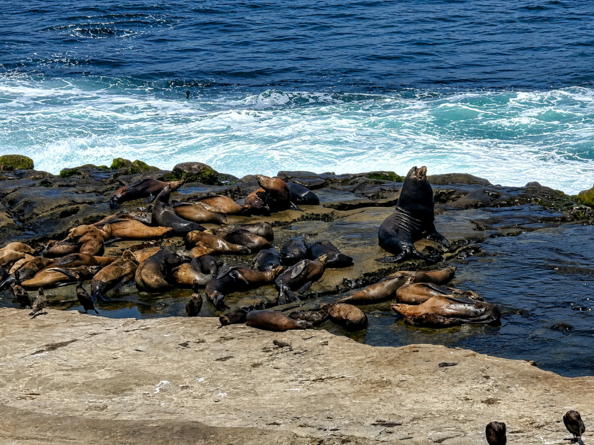 La Jolla sea lion attack video under investigation – NBC 7 San Diego