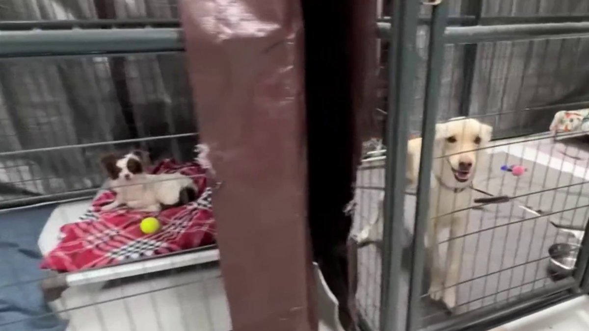 San Diego Humane Society has taken in more than 100 pets since Fourth of July