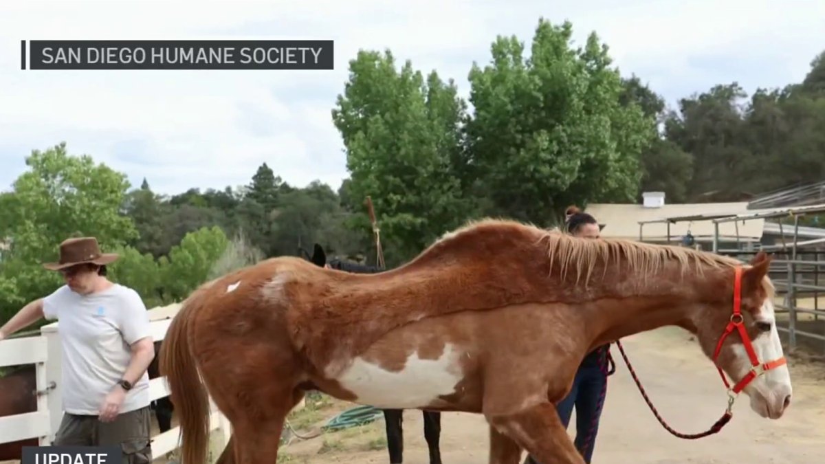 Dozens of horses moved from bankrupt Julian Animal Sanctuary