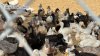 More than 800 birds rescued from Valley Center property