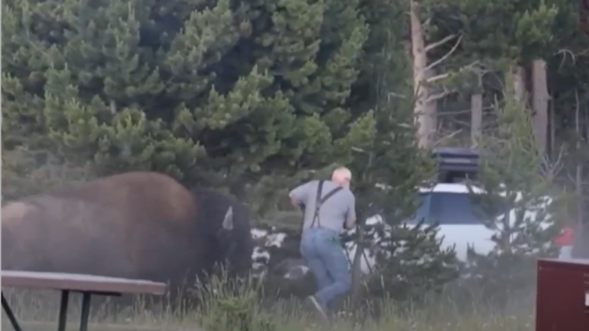 A grandfather was hospitalized after a bison charge sent him flying 8 feet in the air at campground in  Yellowstone National Park.