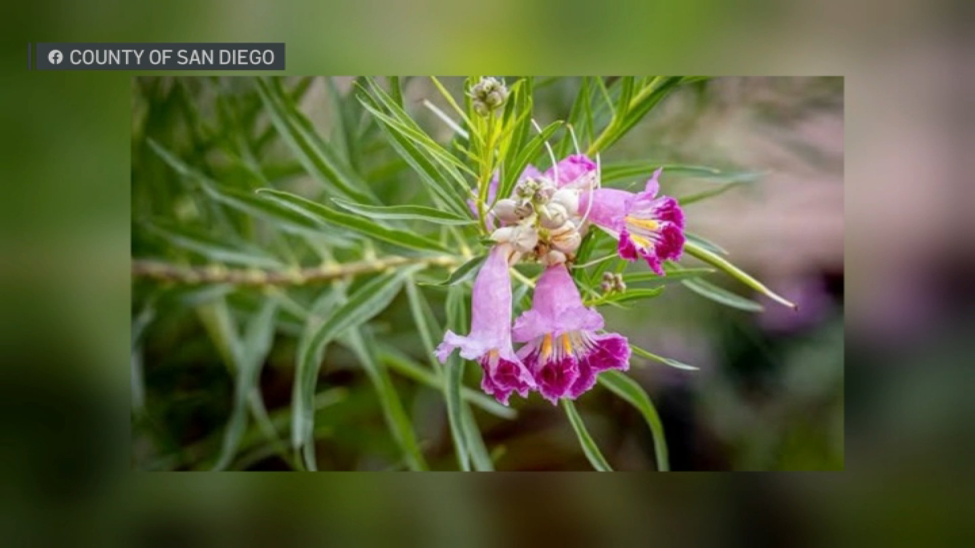 San Diego County Warns Consumers About Invasive Pests in Costco Desert Willow Plants