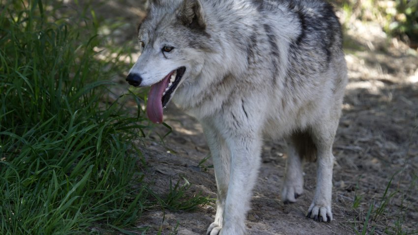 Siskiyou, a female gray wolf, wanders through her habitat in the California Trail exhibit at the Oakland Zoo in Oakland, Calif. on Friday, May 4, 2018. The California Trail opens to the public next month. (Photo By Paul Chinn/The San Francisco Chronicle via Getty Images)