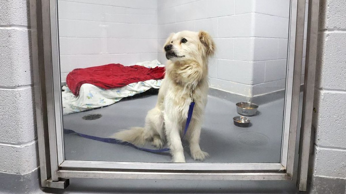 More than 100 pets lost amid Fourth of July fireworks, San Diego Humane Society ...