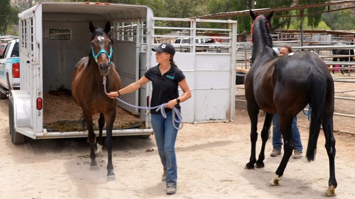 San Diego Humane Society Relocates 54 Neglected Horses from Julian Sanctuary