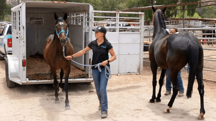 San Diego Humane Society Relocates 54 Neglected Horses from Julian Sanctuary