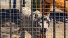 Tijuana officials seek San Diego Zoo's help after zoo closure