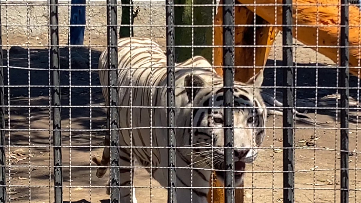 Tijuana officials seek San Diego Zoo's help after zoo closure