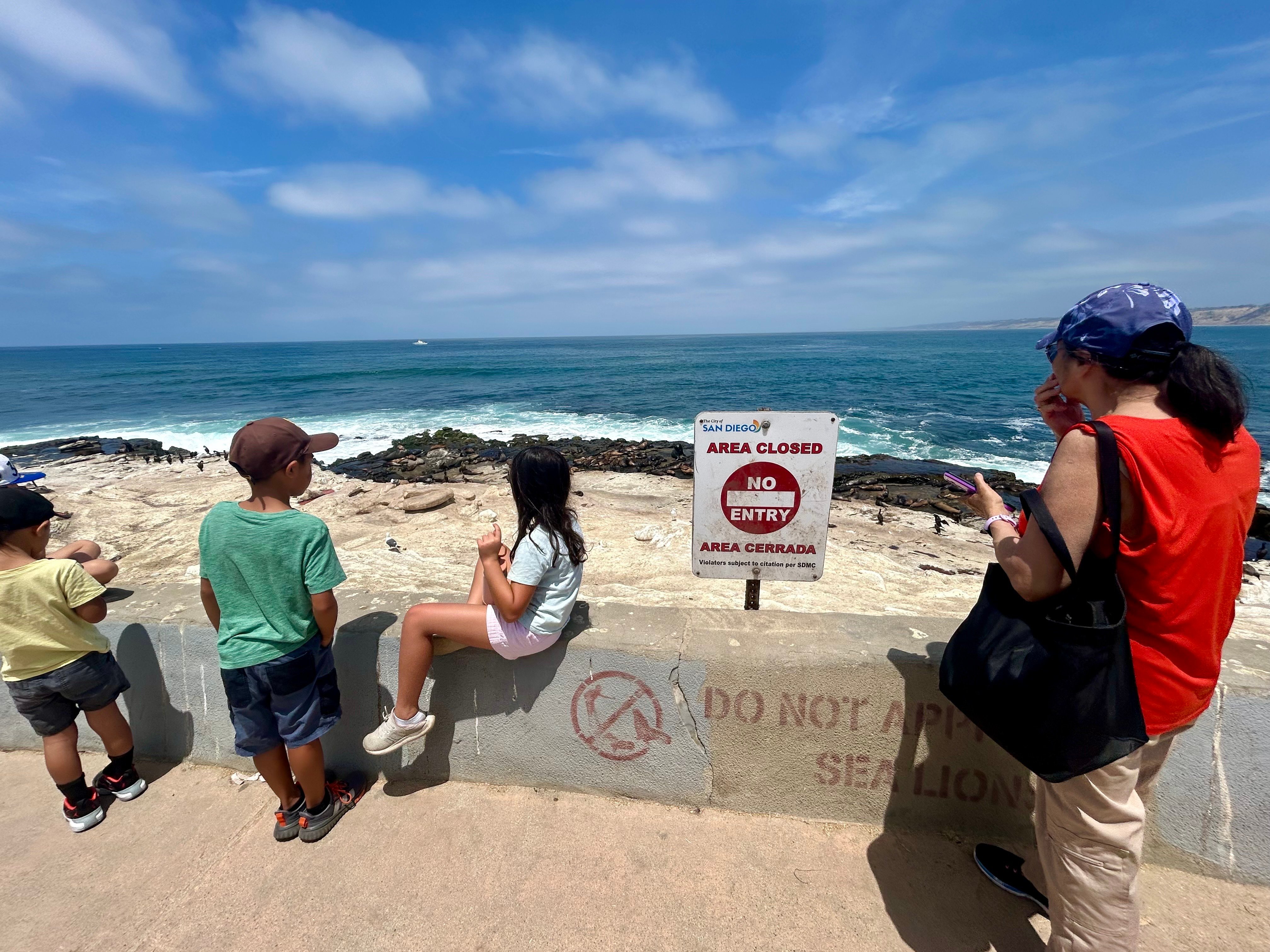 NOAA Investigates Viral Video of Man Allegedly Kicking Sea Lion at La Jolla Cove
