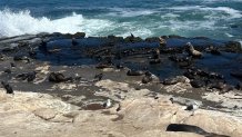A colony of California sea lions rest on the rocks at Point La Jolla, Thursday, July 30, 2026.