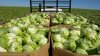Cyclosporiasis outbreak expands to 9 states