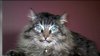 North Park man believes hawk attacked his 16-year-old cat