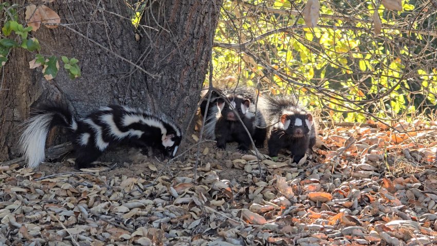 Spotted Skunks at San Diego Humane Society’s Ramona Wildlife Center