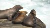 Federal investigation begins into viral video of assault on a La Jolla sea lion