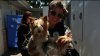 Want a Yorkie? How about a huskie? San Diego Humane Society has too many