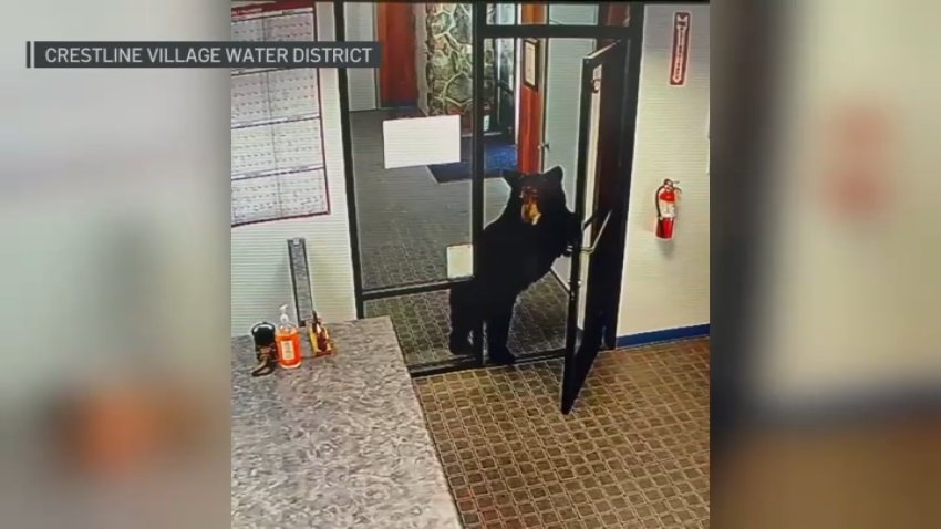 A bear wandered into the Crestline Village Water District offices on Wednesday, July 22, 2026.
