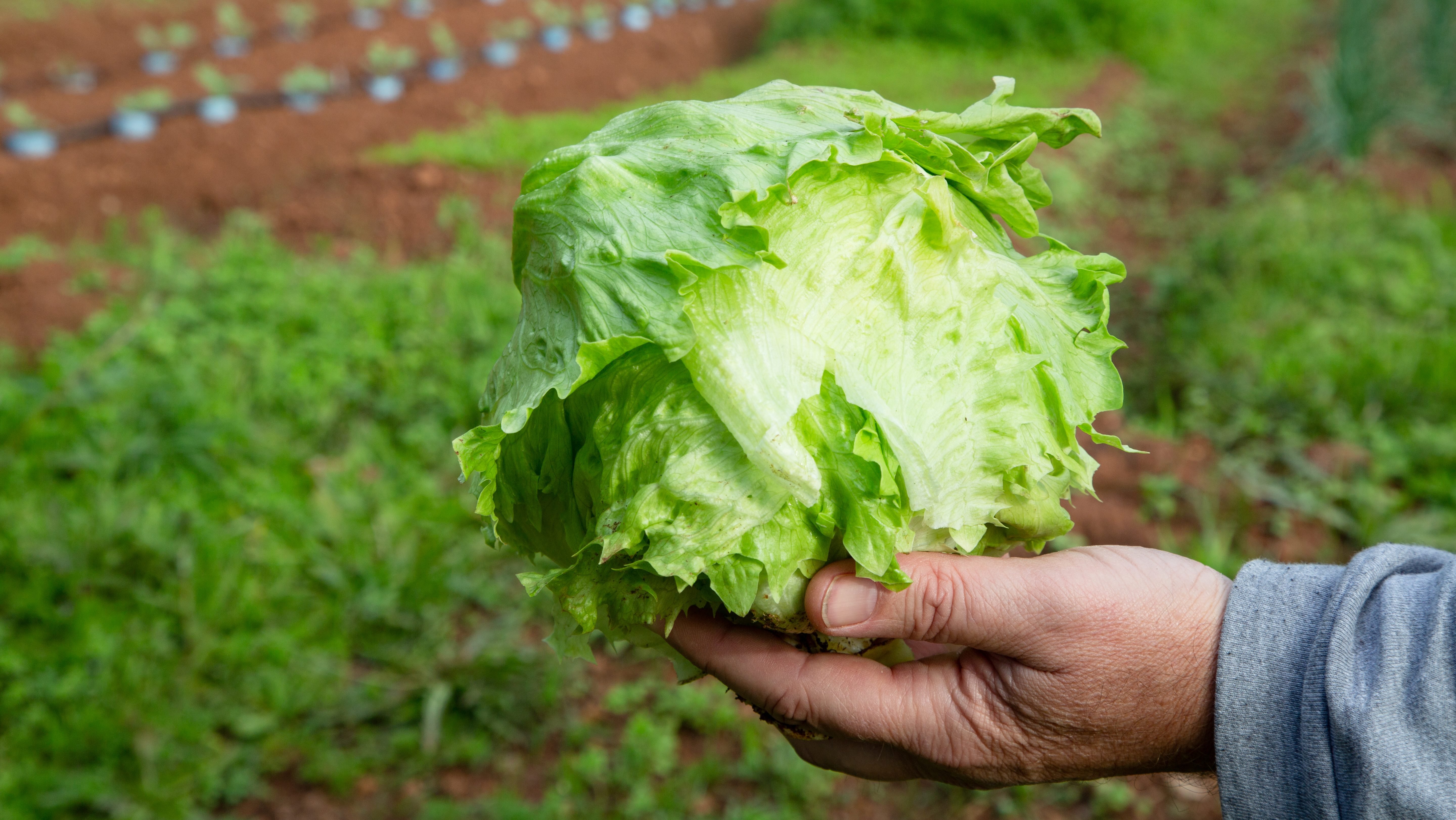 Cyclosporiasis Outbreak Linked to Recalled Lettuce Shows Signs of Peaking in Michigan