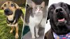 PHOTOS: San Diego pets you can adopt during NBC 7's Clear the Shelters campaign