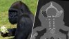 Gorilla gets 1st-of-its-kind surgery from UC San Diego team, SDZWA says
