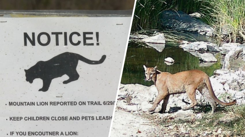 The city of San Diego and Mission Trails Regional Park officials placed warning signs after a mountain lion was encountered near Suycott Valley Trail on July 28, 2026. (Department of Biology / Point Loma Nazarene University)