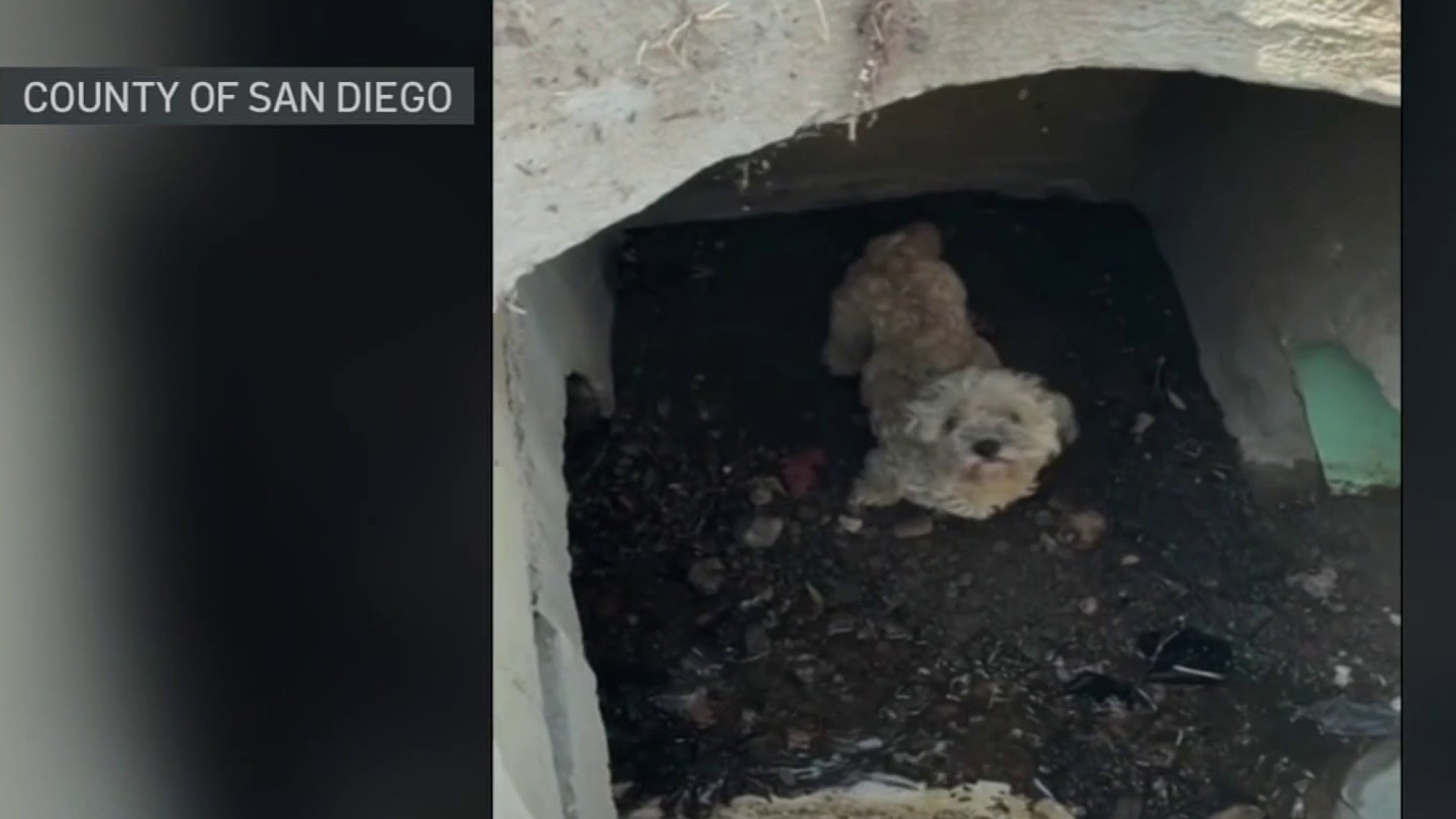 Lost dog rescued from storm drain in Spring Valley – NBC 7 San Diego