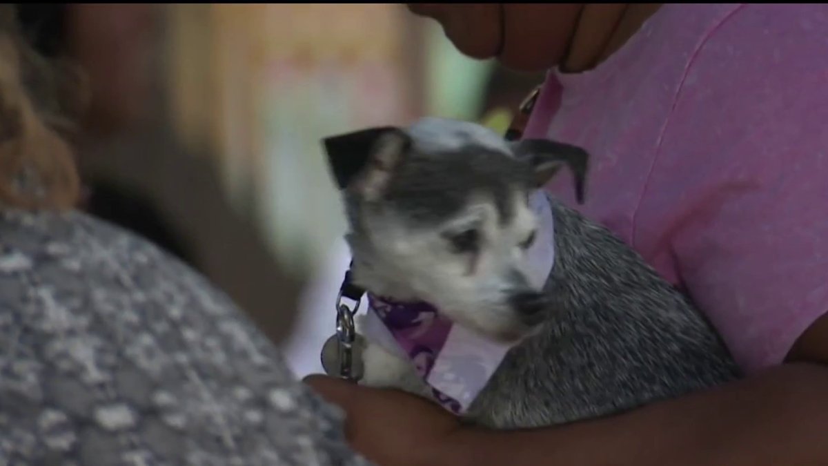Project Street Vet hits 10K milestone providing help for unhoused pets