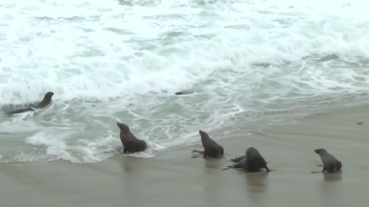 CA Coastal Commission considers closing La Jolla Cove to protect sea lions