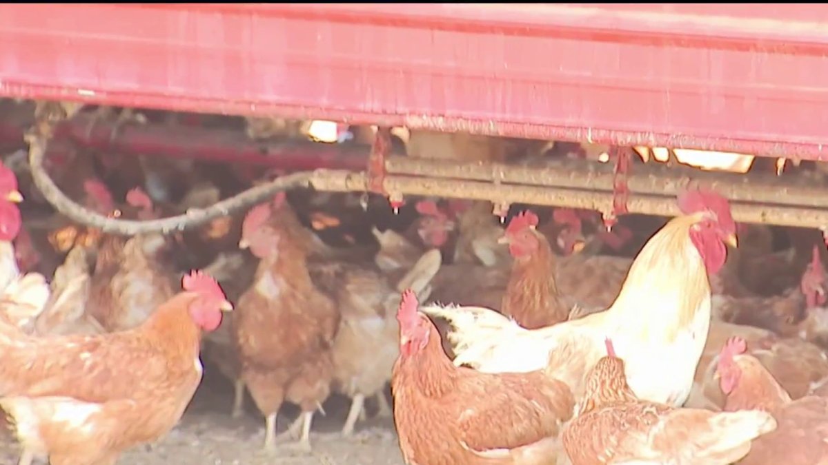 Ramona egg rancher disputes County findings in Salmonella outbreak