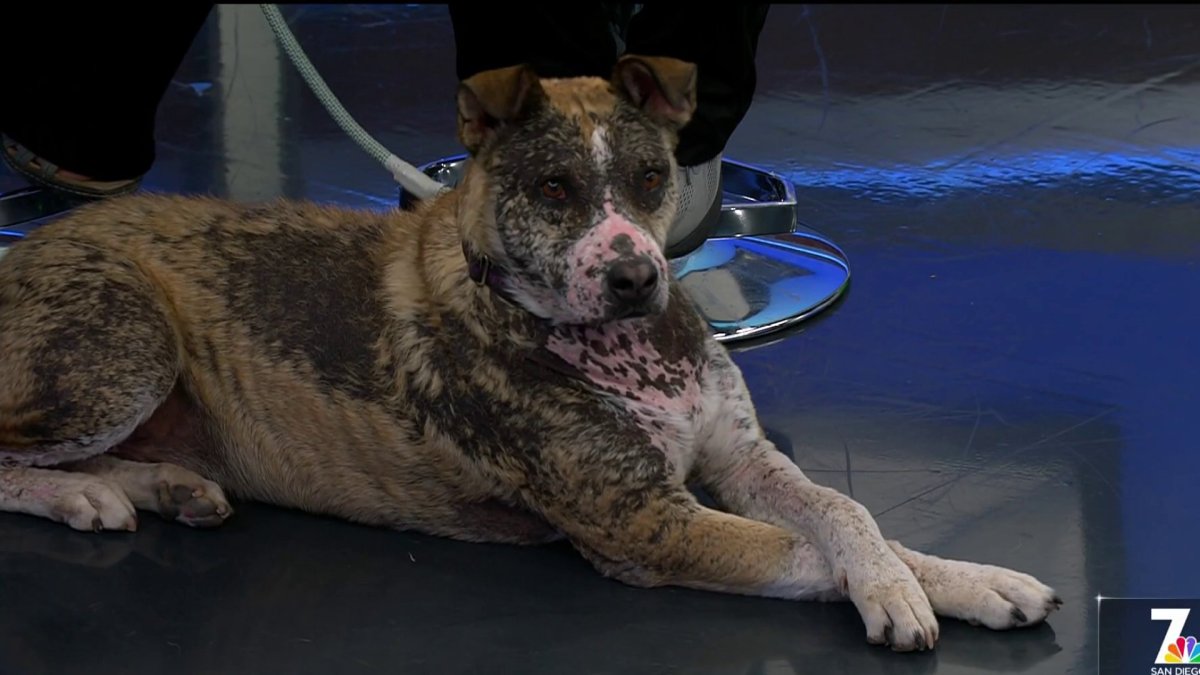 After transformation with ‘Tragic to Magic,' Grayson ready for adoption