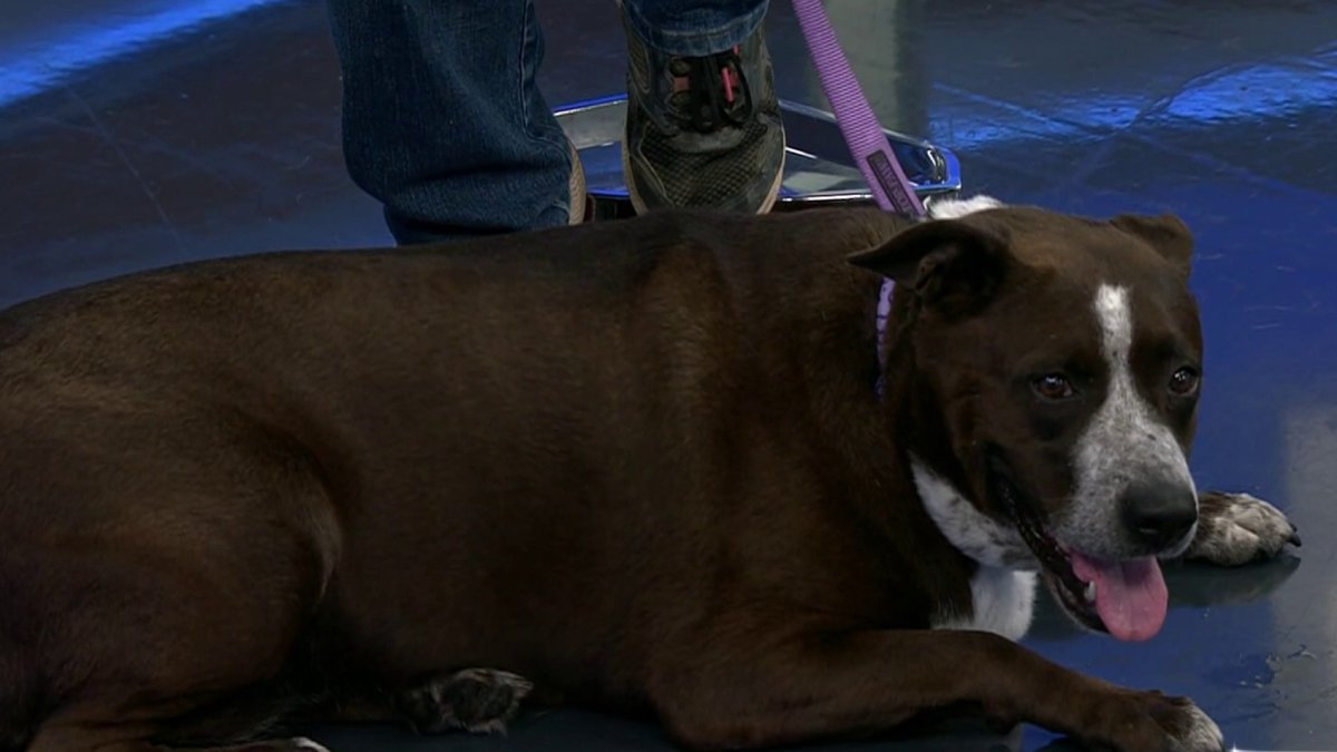 Clear the Shelters: Meet Legacy, an American terrier mix, who loves water and toys