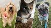 PHOTOS: San Diego pets you can adopt during NBC 7's Clear the Shelters campaign
