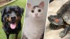 PHOTOS: San Diego pets you can adopt during NBC 7's Clear the Shelters campaign