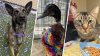 PHOTOS: San Diego pets you can adopt during NBC 7's Clear the Shelters campaign
