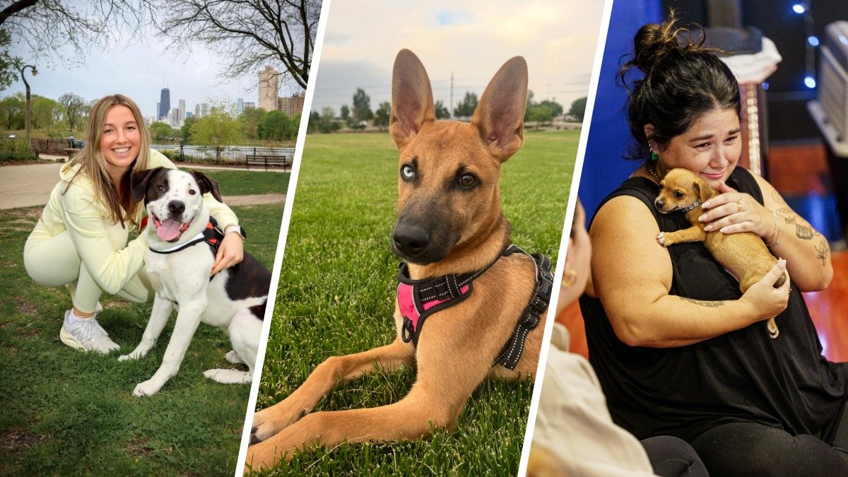 From yoga mats to forever homes: How rescue puppy yoga creates connections beyond the shelter