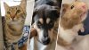 PHOTOS: San Diego pets you can adopt during NBC 7's Clear the Shelters campaign