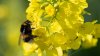 Bee the change: Californians asked to choose a State Bee