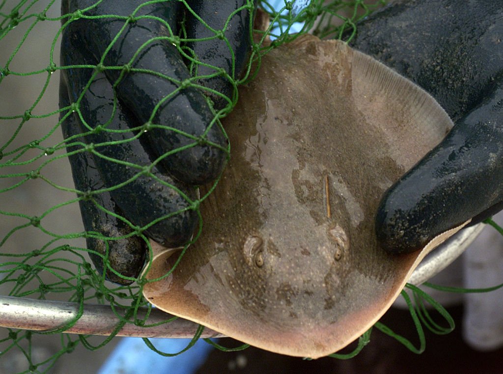 Southern California Sees Rise in Stingray Lashings Amid Marine Heat Wave
