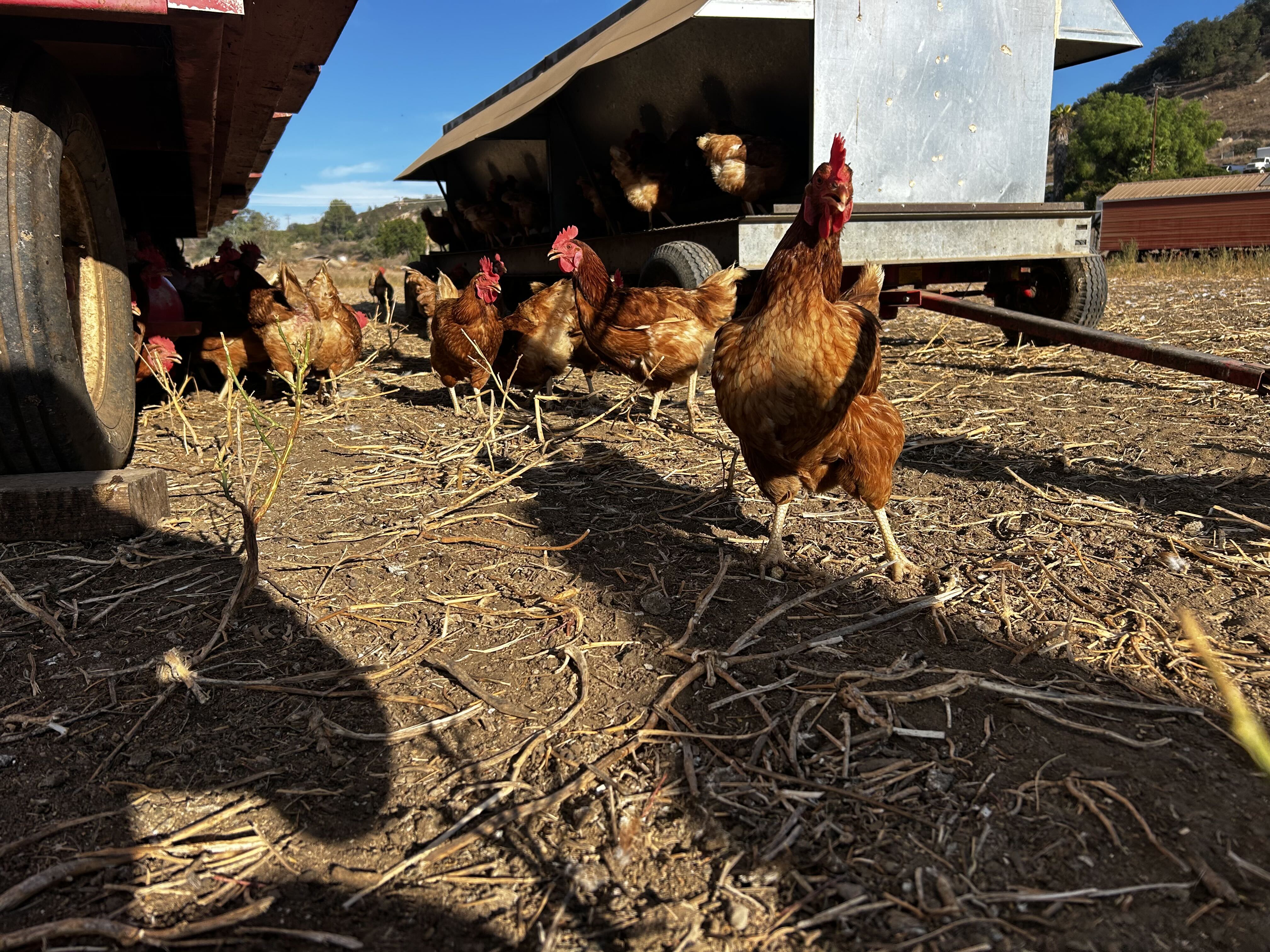 Ramona egg rancher Chloe Nevarez disputes County findings linking her Happy Hens Farm to Salmonella outbreak; 22 sickened, 7 hospitalized.