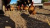 Ramona egg rancher disputes County findings in Salmonella outbreak