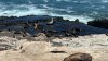 Teen says he was wrongly accused of attacking sea lion in viral video
