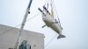 Beluga whales, from closed Canadian Marineland, arrive at SeaWorld San Diego